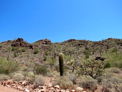 Organ Pipe Cactus NM in Arizona