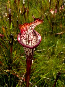 The pitcher plants turn red as they age in the sun Splinter Hill Bog Bay Minette Alabama