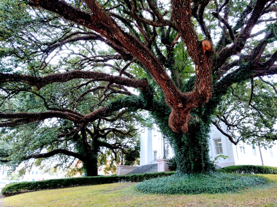 Great tree Adams County Courthouse Natchez Mississippi