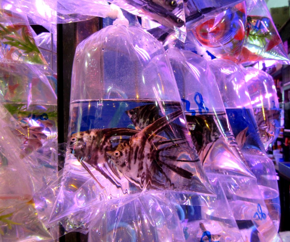 Fish in Bag Goldfish Market Mong Kok Hong Kong