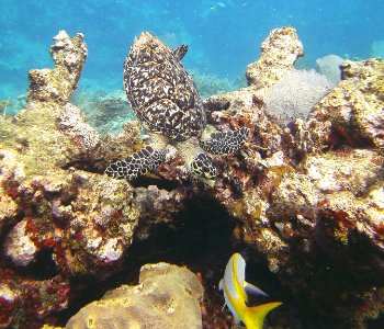 Turtle Diving Molassas Reef Key Largo