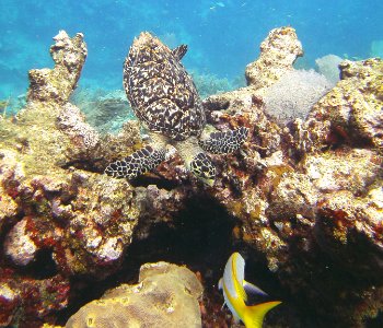 Turtle Diving Molassas Reef Key Largo photo