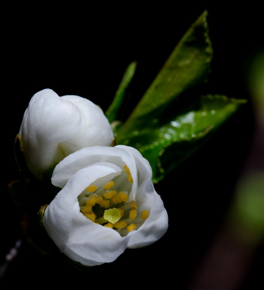 20140414-OC-LSC-0012