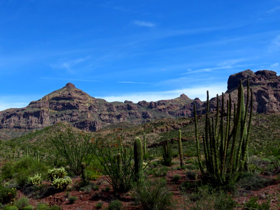 Organ Pipe Cactus NM in AZ