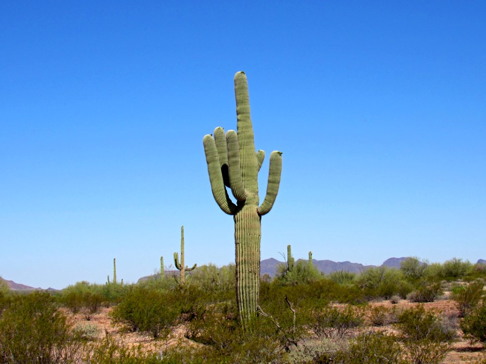 Organ Pipe Cactus NM in Arizona