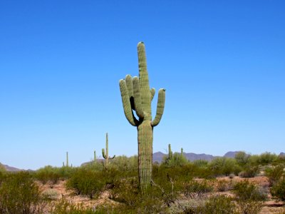 Organ Pipe Cactus NM in Arizona