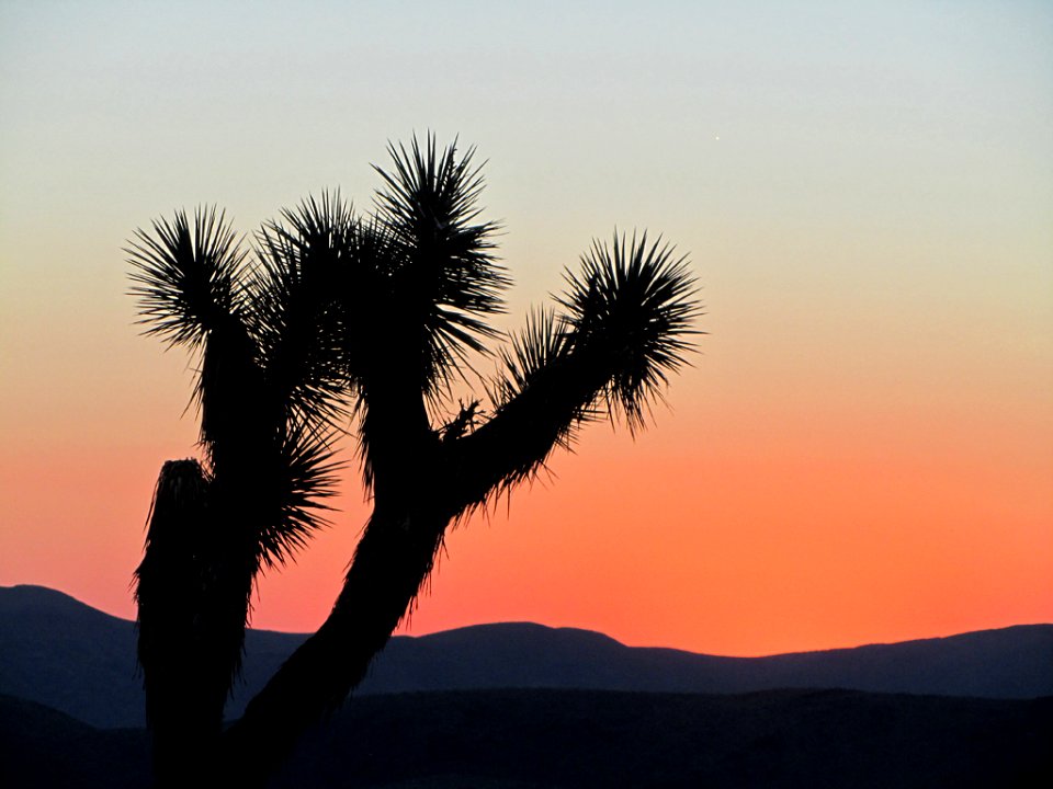 Sunset at Joshua Tree NP in CA