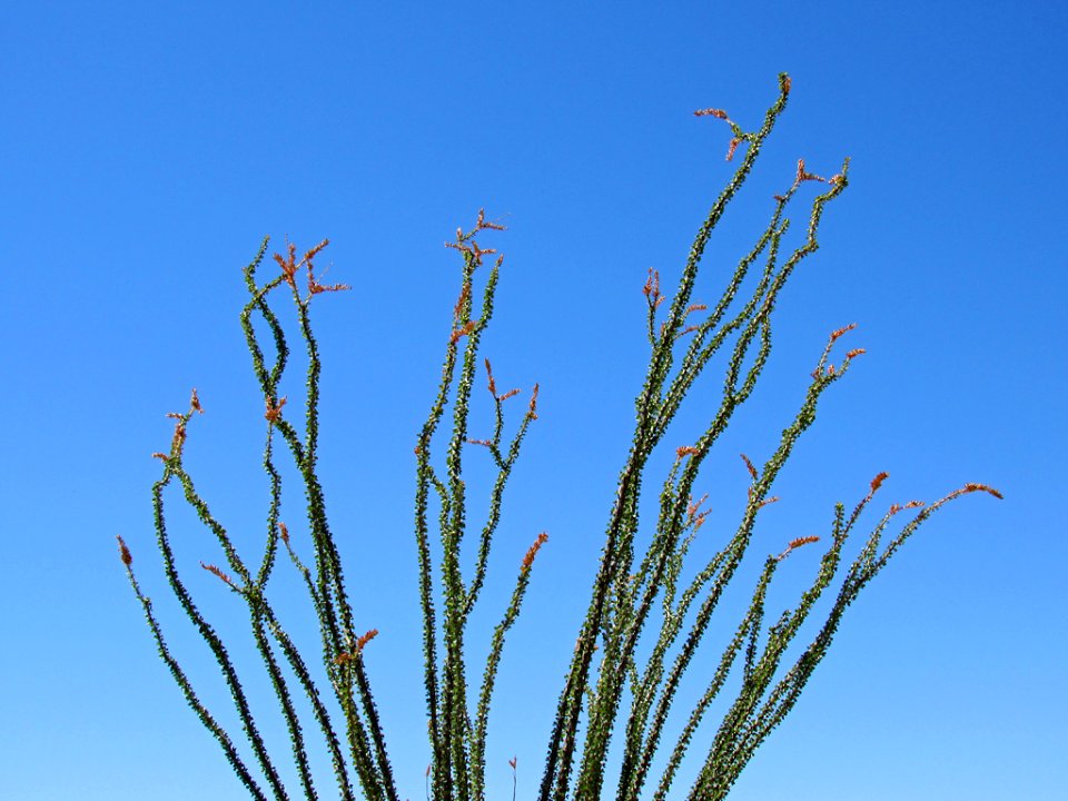 Organ Pipe Cactus NM in Arizona