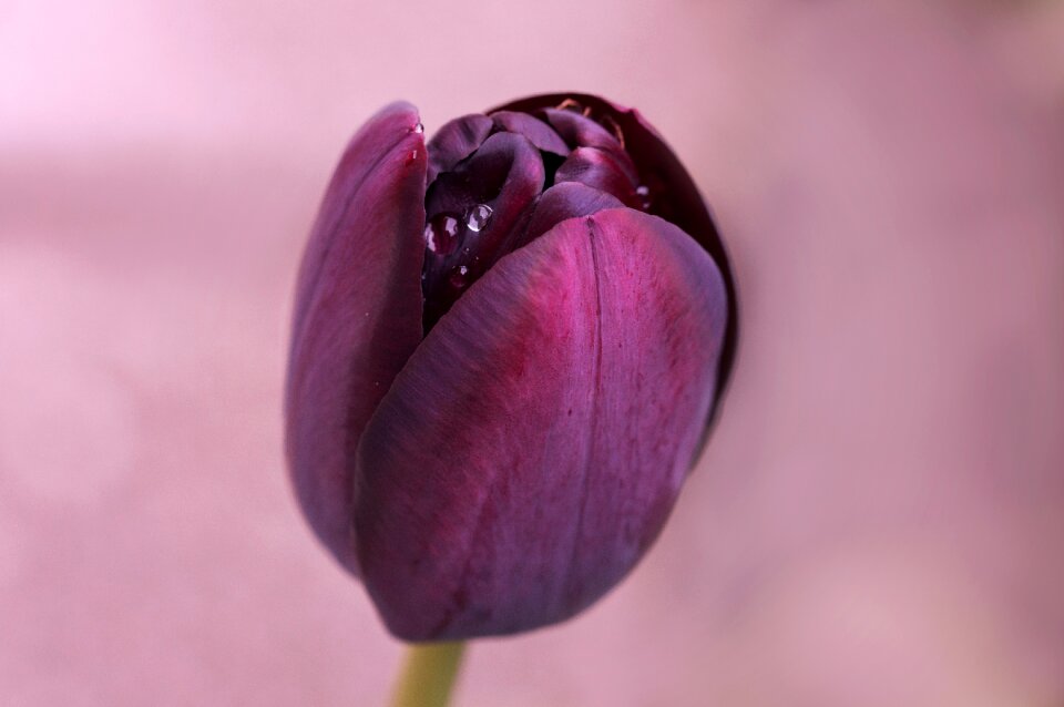 Bloom drop of water close up