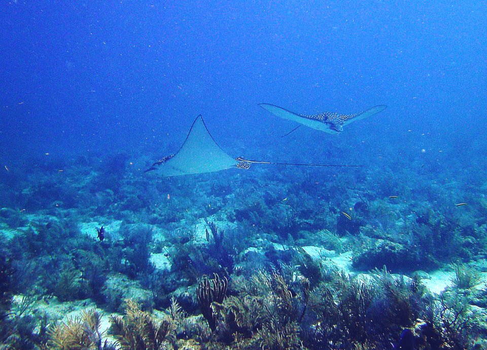 Front View Spotted Eagle Ray Near Fire Coral Cave Key Largo