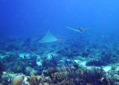 Front View Spotted Eagle Ray Near Fire Coral Cave Key Largo photo