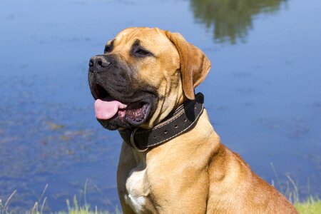 Dogs boerboel tongue photo