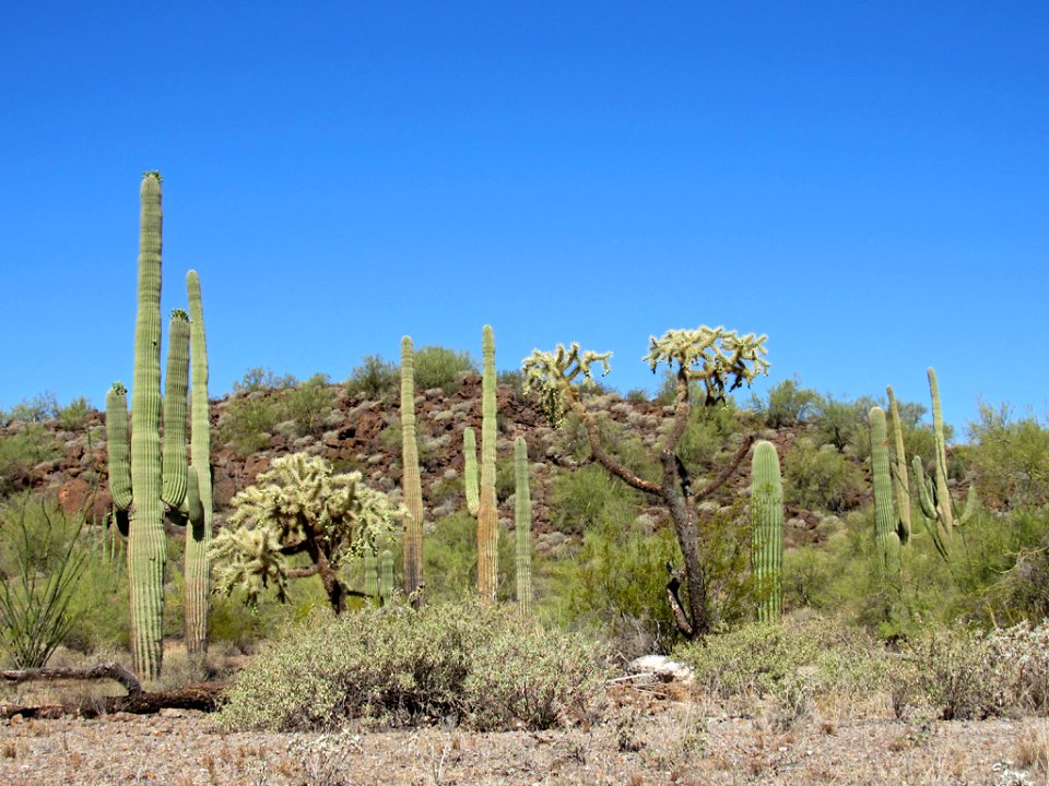 Organ Pipe Cactus NM in Arizona
