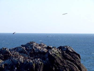 Seabirds at Yaquina Head Natural Area in OR photo