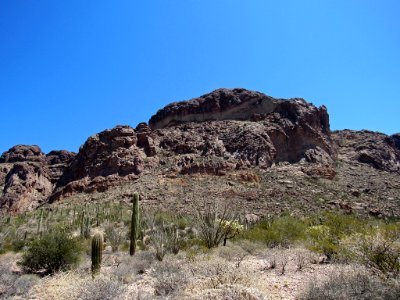 Organ Pipe Cactus NM in Arizona