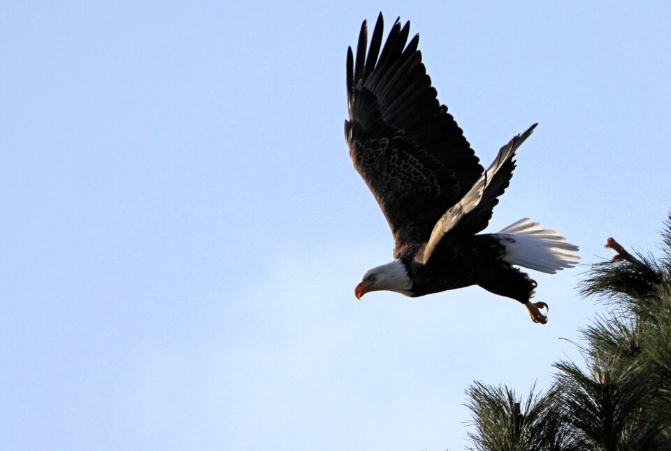 Flying raptor bird
