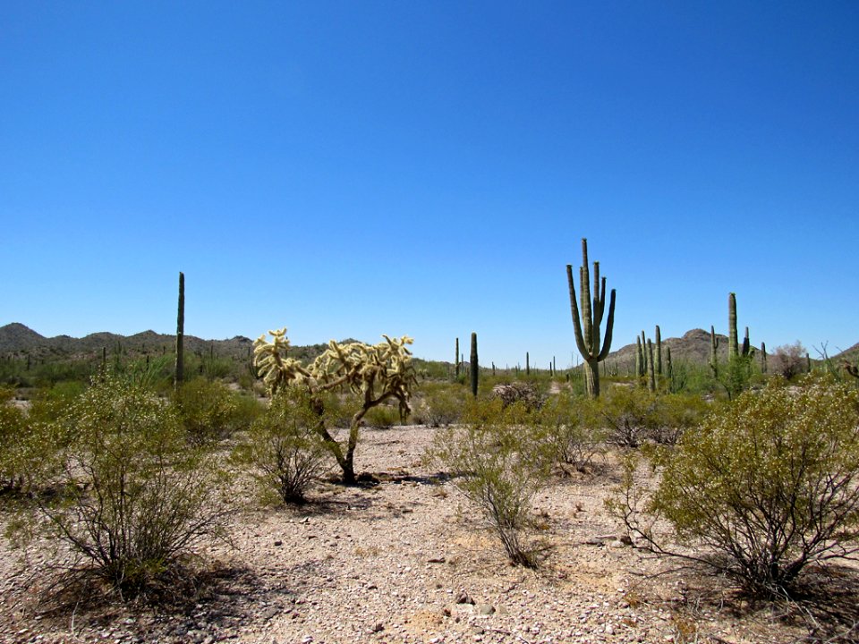 Organ Pipe Cactus NM in Arizona