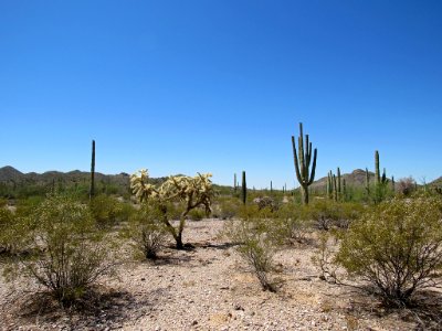 Organ Pipe Cactus NM in Arizona