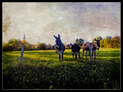 Donkeys photo