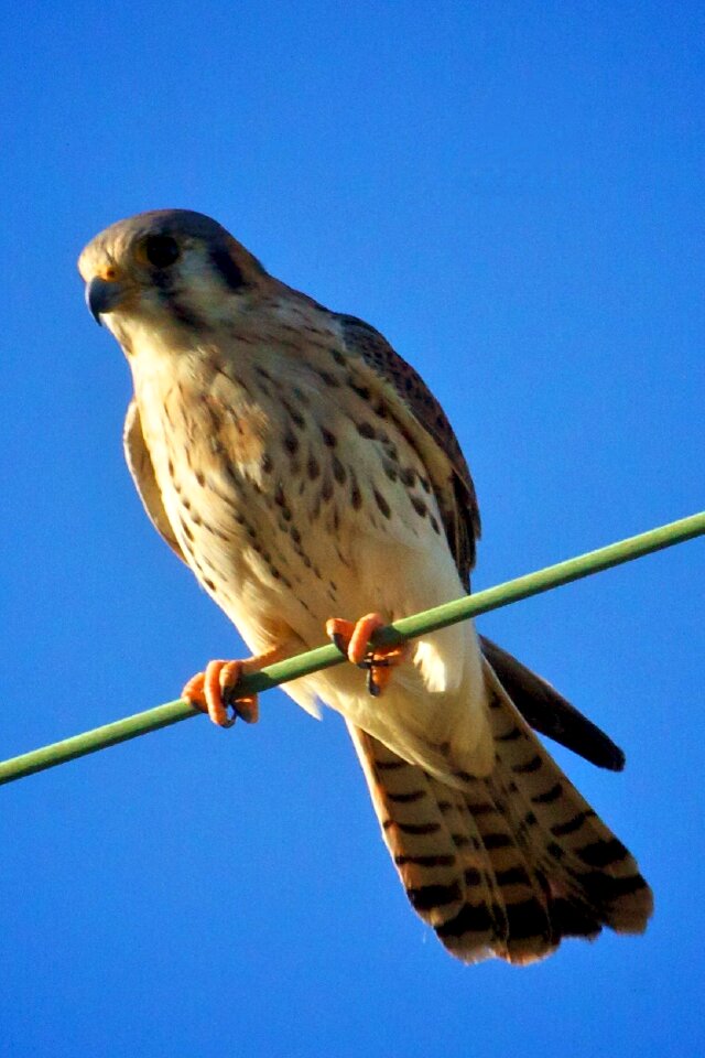 Raptor predator perched