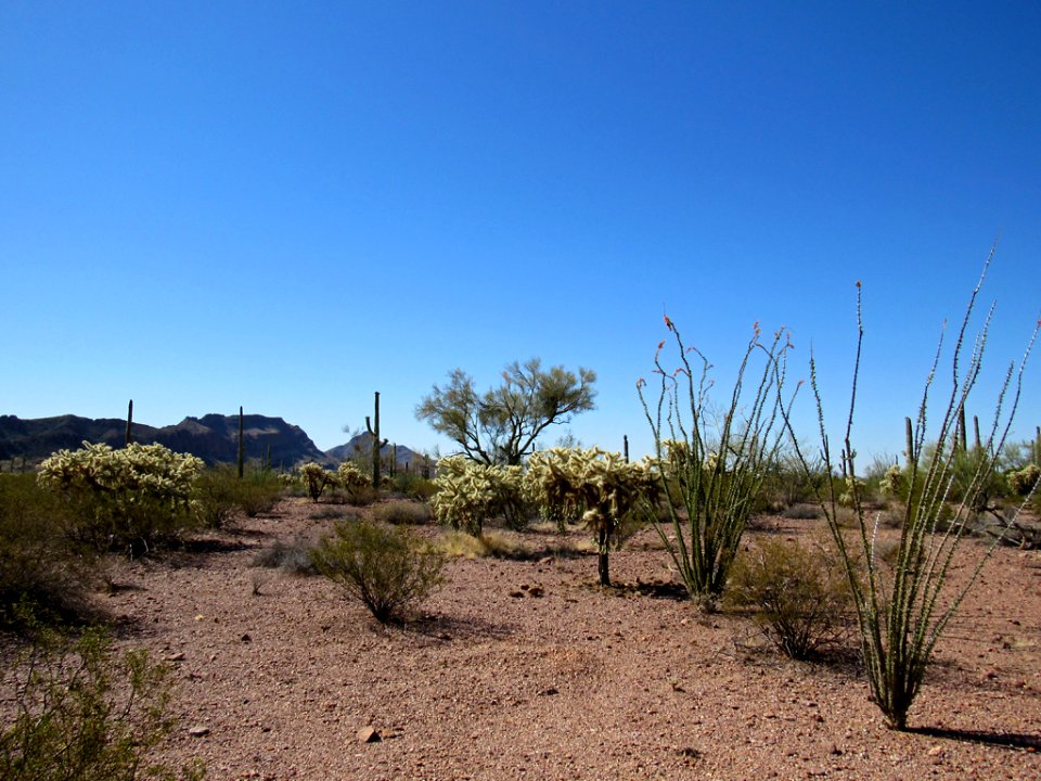 Organ Pipe Cactus NM in Arizona