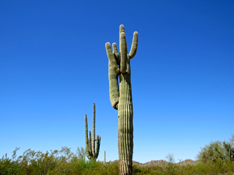Organ Pipe Cactus NM in Arizona