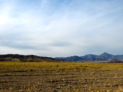 Wildflower Super Bloom at Death Valley NP in CA