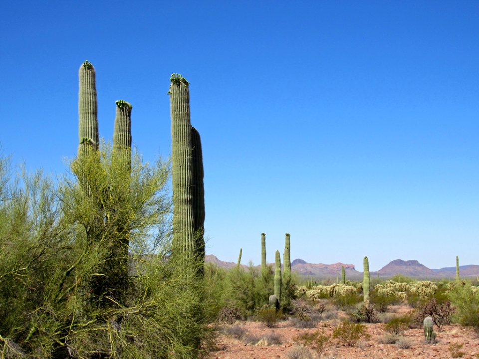 Organ Pipe Cactus NM in Arizona