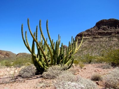 Organ Pipe Cactus NM in Arizona