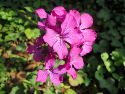Wildflower flora blossom