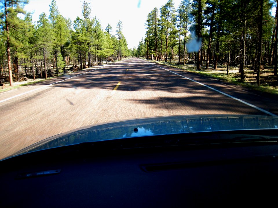 Forest Hghway