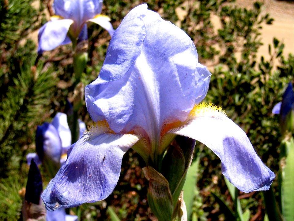 Baby Blue Iris