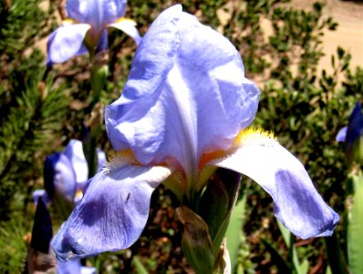 Baby Blue Iris photo