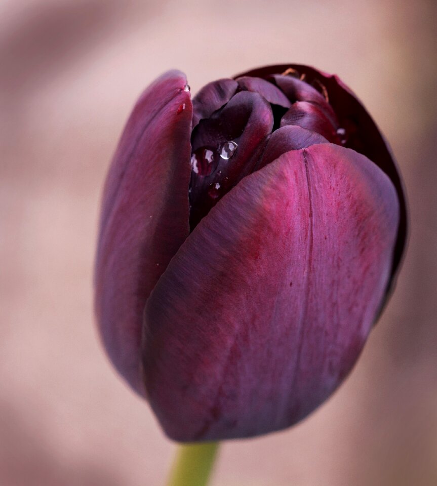 Blossom bloom purple