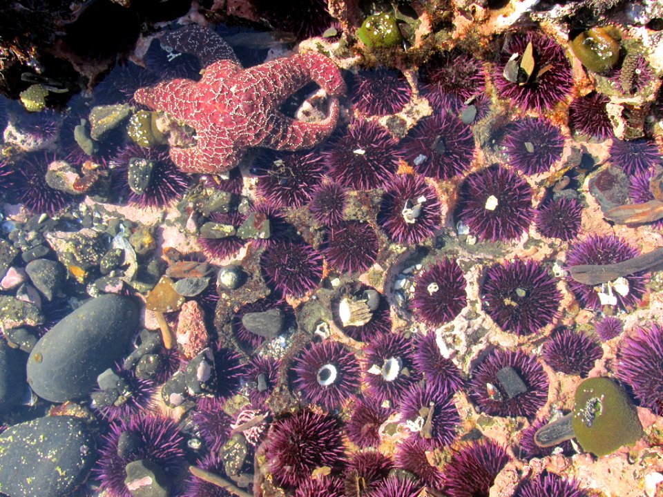 Tidal Pool at Yaquina Head in OR
