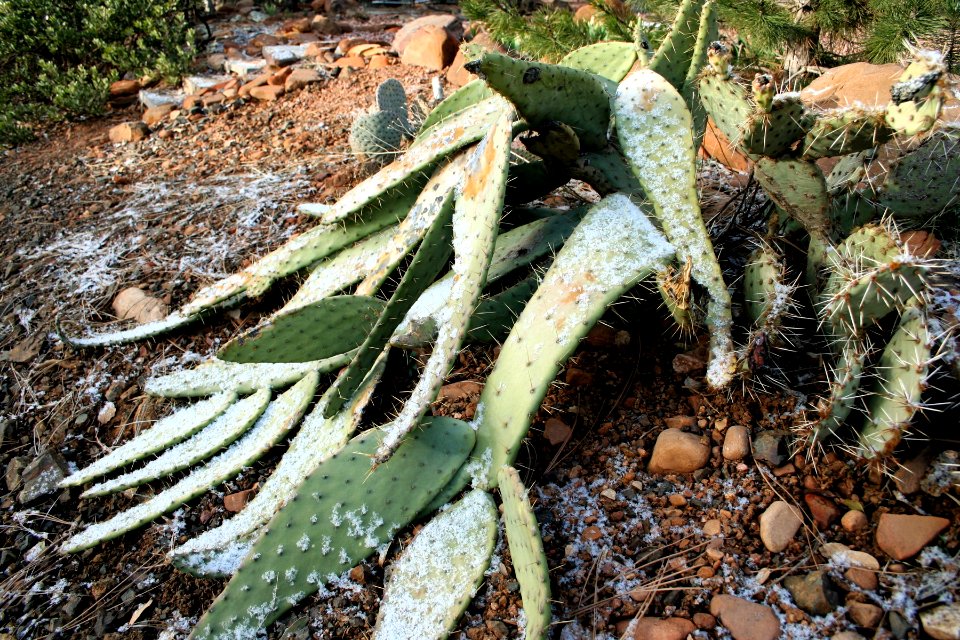 No Country for Old Cacti