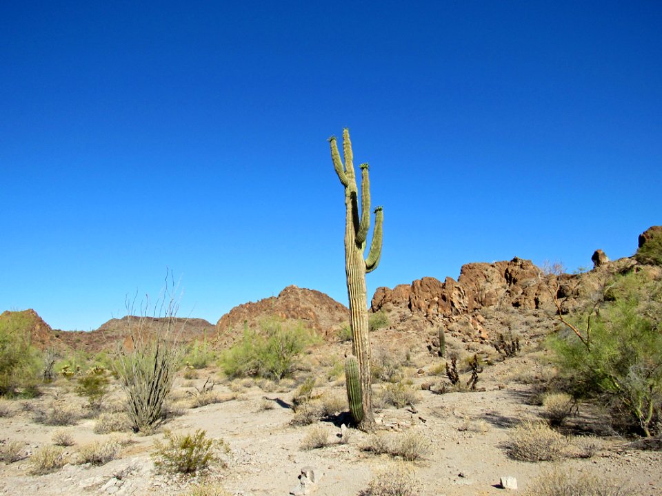 Organ Pipe Cactus NM in Arizona