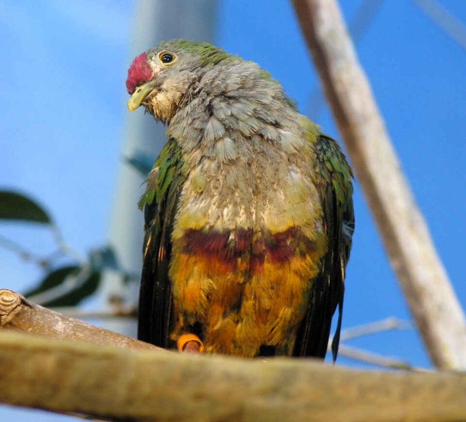 Colorful posing wildlife