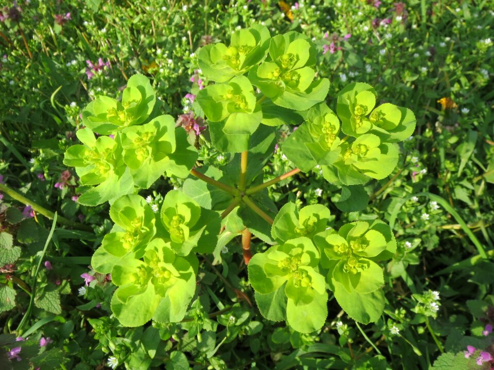 Flora botany plant