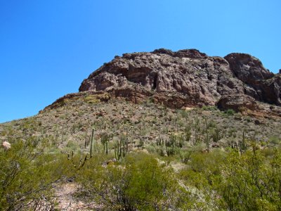 Organ Pipe Cactus NM in Arizona