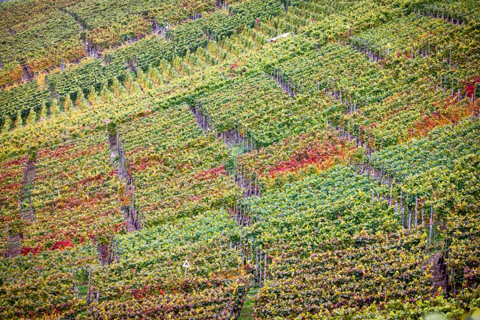 Winegrowing vines wine growing area