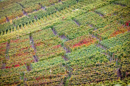 Winegrowing vines wine growing area photo