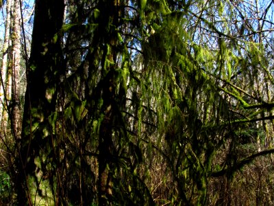 Forest at God's Thumb Hike in OR