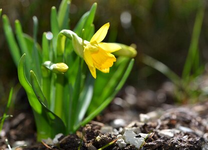 Flower yellow flower garden photo