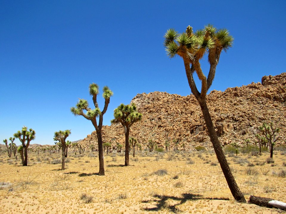 Joshua Tree NP in California