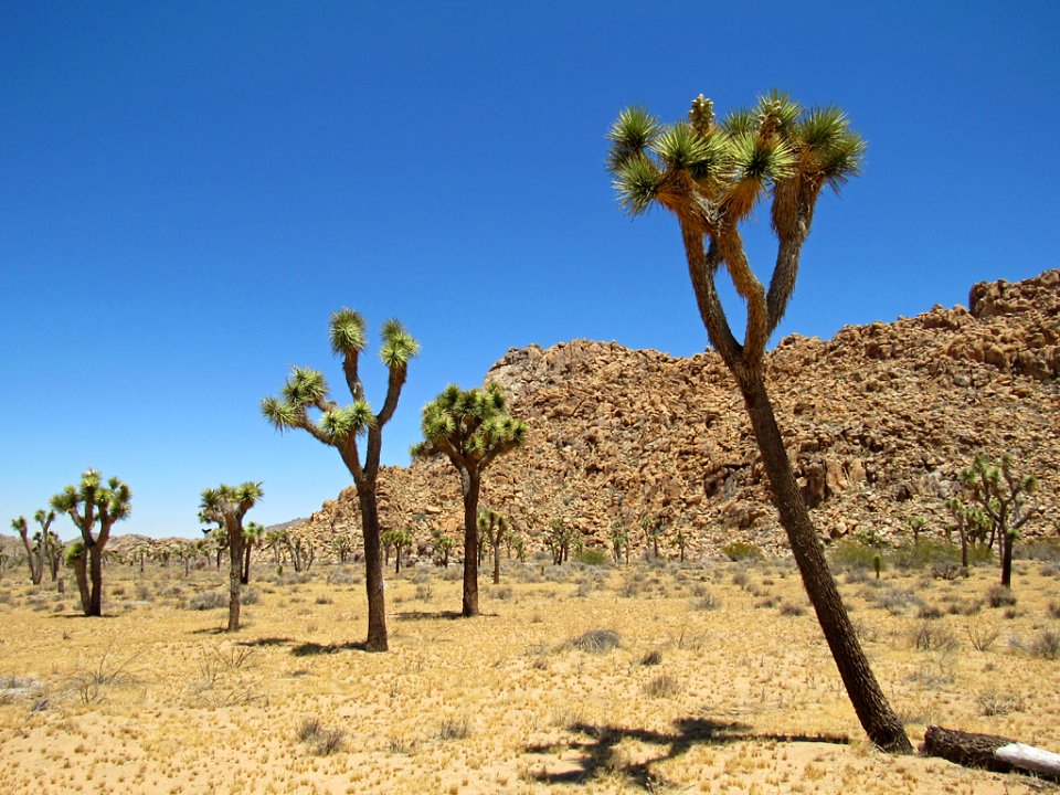 Joshua Tree NP in California photo