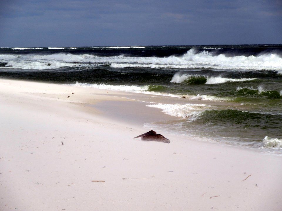 Pelican hiding from the sand blowing hard in the wind Gulf Shores National Park Florida
