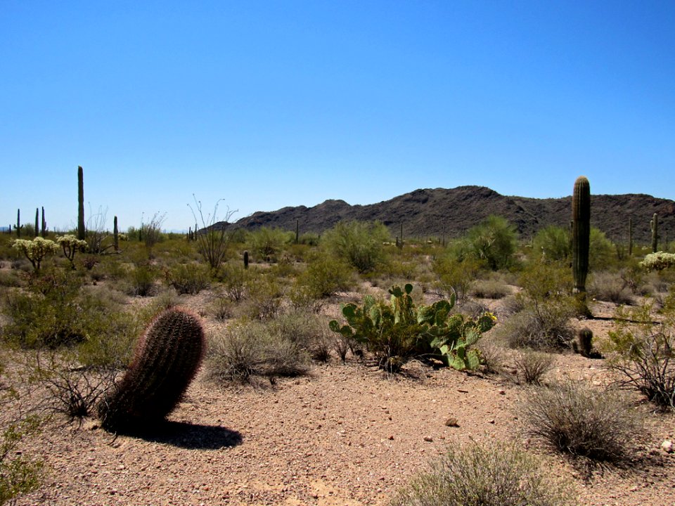 Organ Pipe Cactus NM in Arizona