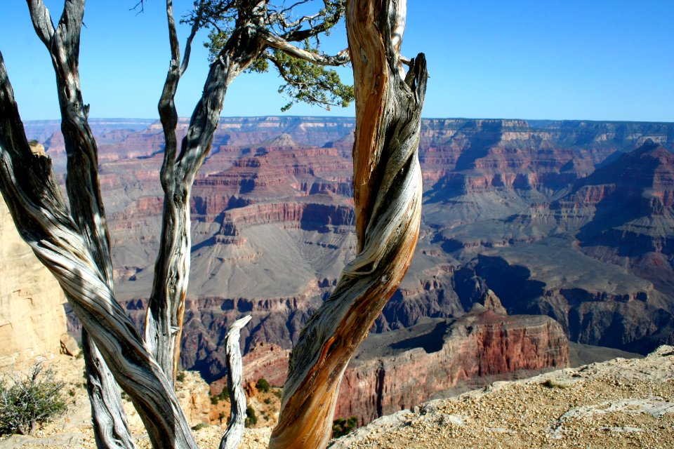 Canyon Through the Juniper 2
