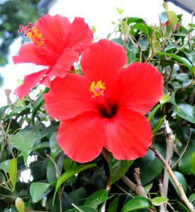 Hibiscus Red Two Angled